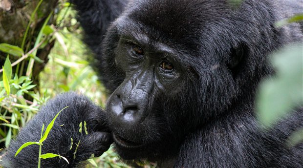 A thoughtful mountain gorilla in Bwindi Impenetrable National Park, Uganda