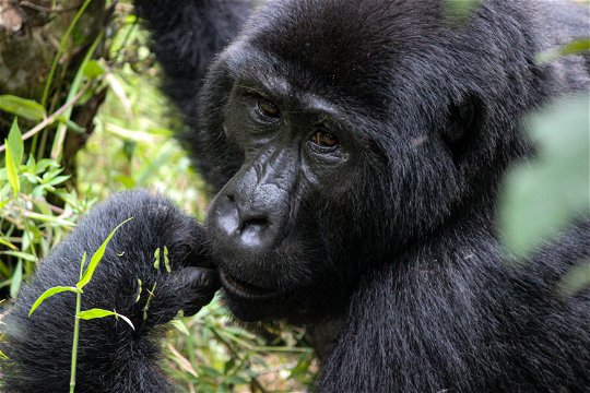A thoughtful mountain gorilla in Bwindi Impenetrable National Park, Uganda