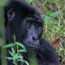 A mountain gorilla in Buhoma in Bwindi Impenetrable National Park, Uganda