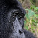 A mountain gorilla in Buhoma, Bwindi Impenetrable National Park, Uganda 