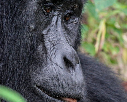 Gorillas & Lions 