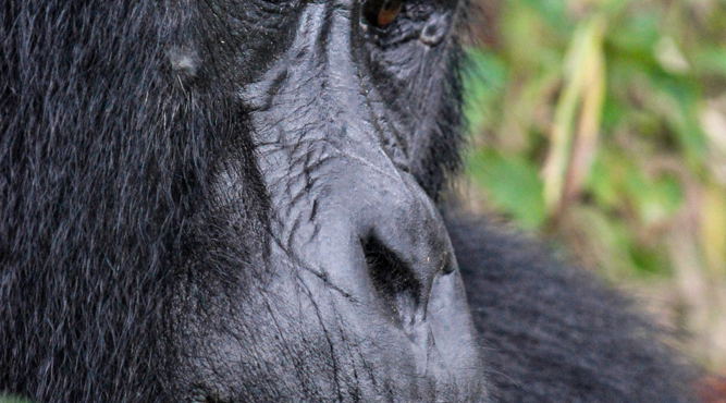 A mountain gorilla in Buhoma, Bwindi Impenetrable National Park, Uganda A mountain gorilla in Buhoma, Bwindi Impenetrable National Park, Uganda