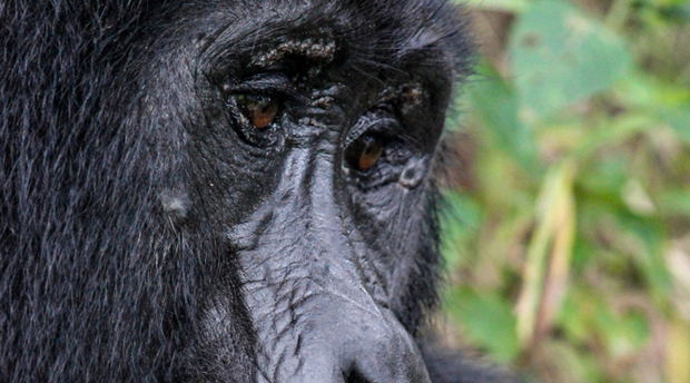 A mountain gorilla in Buhoma, Bwindi Impenetrable National Park, Uganda A mountain gorilla in Buhoma, Bwindi Impenetrable National Park, Uganda