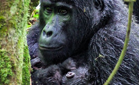 A Gorilla with her Baby in Buhoma, Bwindi Impenetrable National Park, Uganda