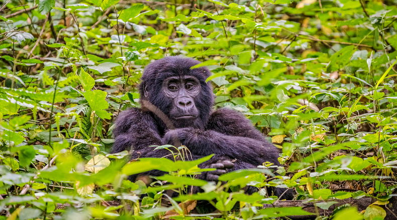 A rare mountain gorilla in Bwindi Impenetrable National Park, Uganda A rare mountain gorilla in Bwindi Impenetrable National Park, Uganda