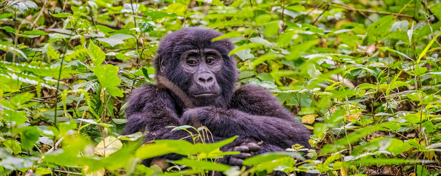 A rare mountain gorilla in Bwindi Impenetrable National Park, Uganda