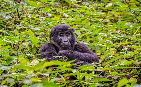 A rare mountain gorilla in Bwindi Impenetrable National Park, Uganda