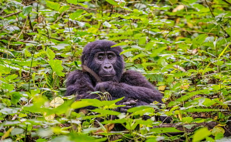 A rare mountain gorilla in Bwindi Impenetrable National Park, Uganda A rare mountain gorilla in Bwindi Impenetrable National Park, Uganda