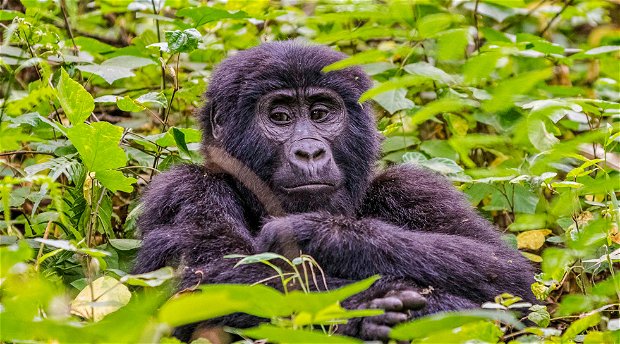 A rare mountain gorilla in Bwindi Impenetrable National Park, Uganda A rare mountain gorilla in Bwindi Impenetrable National Park, Uganda