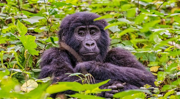 A rare mountain gorilla in Bwindi Impenetrable National Park, Uganda