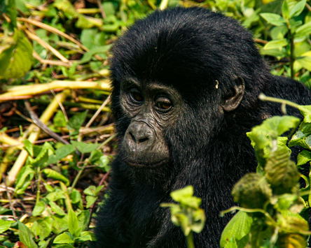Meet The Gorillas