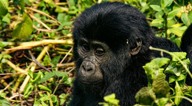 A Juvenile Gorilla in Bwindi Impenetrable National Park, Uganda A Juvenile Gorilla in Bwindi Impenetrable National Park, Uganda