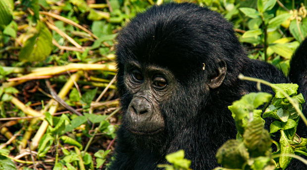 A Juvenile Gorilla in Bwindi Impenetrable National Park, Uganda A Juvenile Gorilla in Bwindi Impenetrable National Park, Uganda