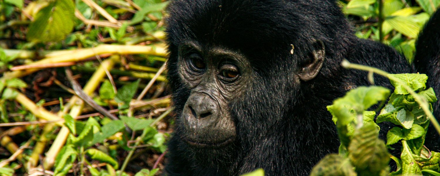 A Juvenile Gorilla in Bwindi Impenetrable National Park, Uganda