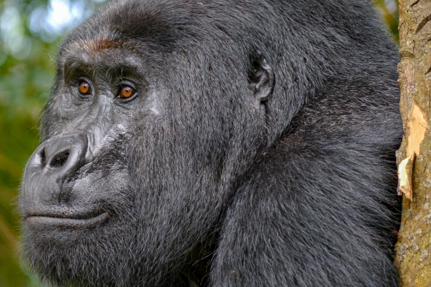 Mountain Gorilla Tracking in Buhoma, Bwindi Impenetrable Forest