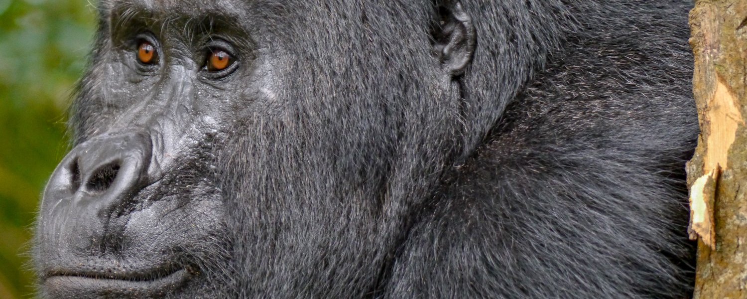 Mountain Gorilla Tracking in Buhoma, Bwindi Impenetrable Forest
