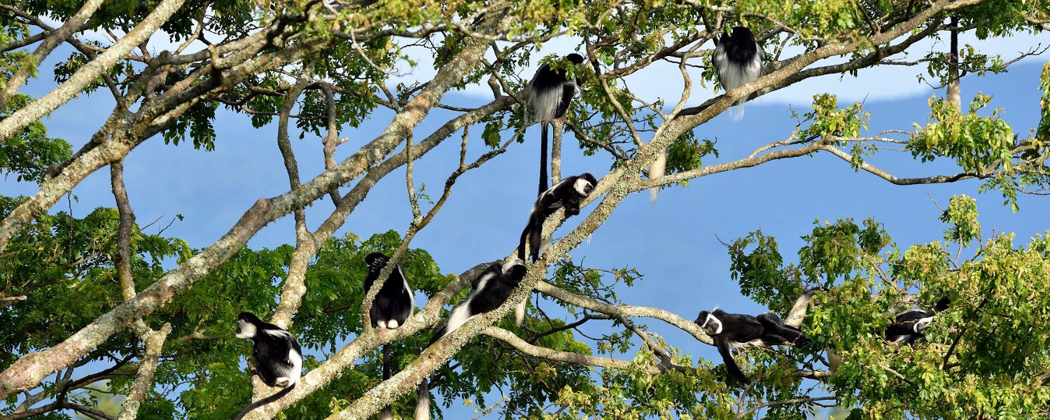 Black & White colobus monkeys in Kibale National Park, Uganda