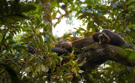 Chimpanzee in Kibale National Park, Uganda