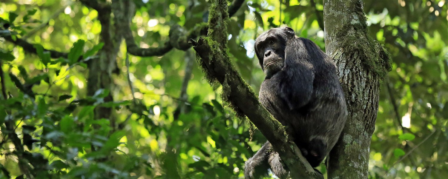 Chimpanzee spotted on chimp trekking in Kibale National Park, Uganda