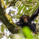 Spot chimpanzees on a chimp trekking trip in Kibale, Uganda