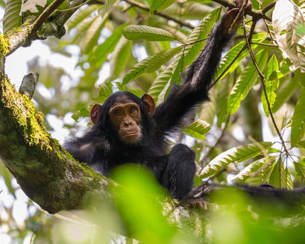 Premier Primate Retreats