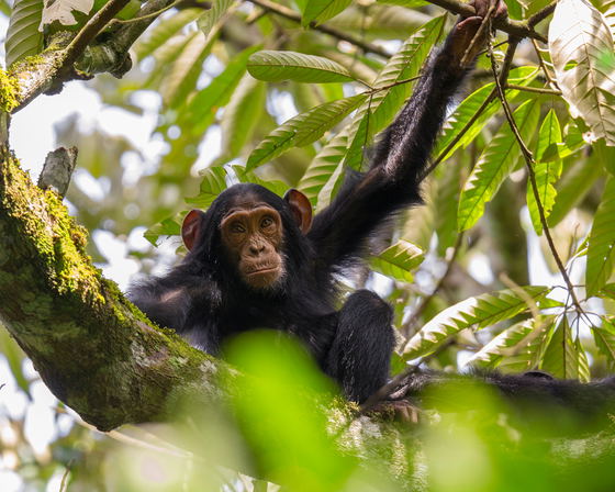 Premier Primate Retreats