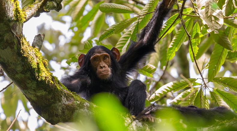 Spot chimpanzees on a chimp trekking trip in Kibale, Uganda Spot chimpanzees on a chimp trekking trip in Kibale, Uganda