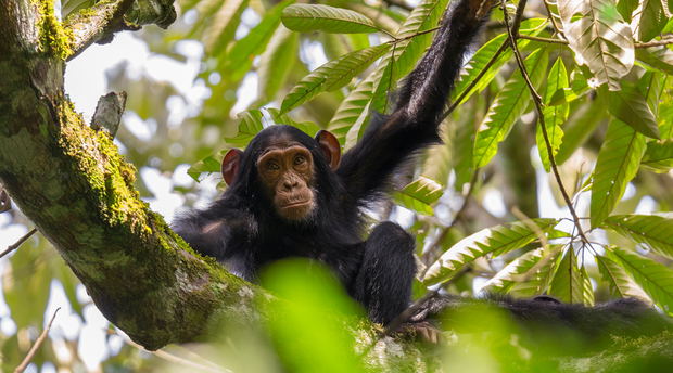 Spot chimpanzees on a chimp trekking trip in Kibale, Uganda Spot chimpanzees on a chimp trekking trip in Kibale, Uganda