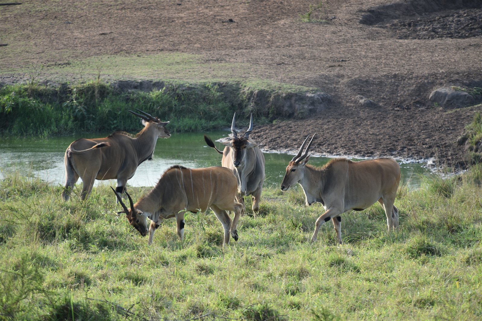 Eland in Lake Mburo National Park, Uganda