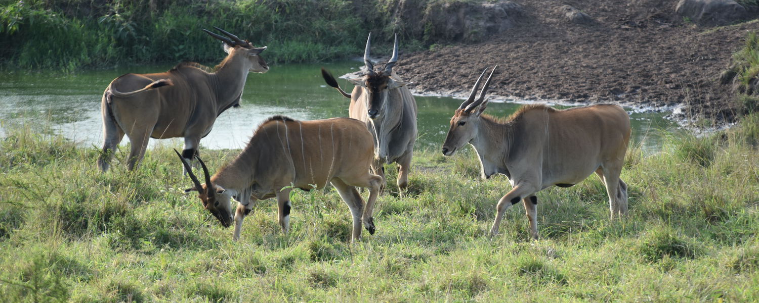Eland in Lake Mburo National Park, Uganda