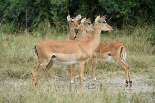 Impala on high alert in Lake Mburo National Park, Uganda