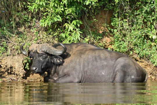 Buffalo cooling off in the waters of Lake Mburo, Uganda