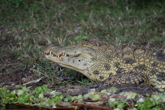 Crocodile on the banks of Lake Mburo in Lake Mburo National Park, Uganda