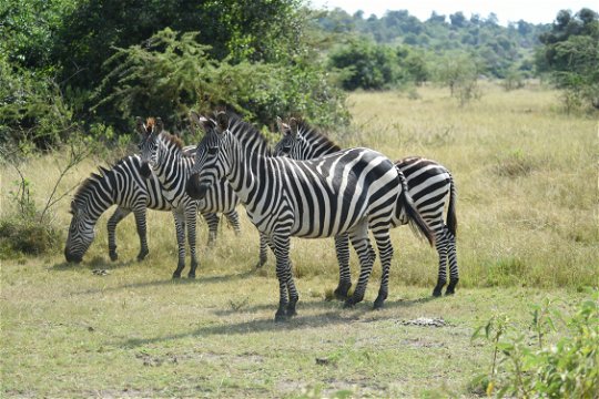 Zebras of the plains of Lake Mburo National Park, Uganda