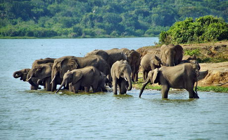 Elephants on the Kazinga Channel, Queen Elizabeth National Park, Uganda