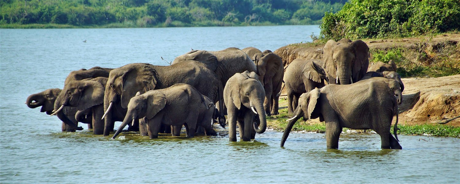 Elephants on the Kazinga Channel, Queen Elizabeth National Park, Uganda