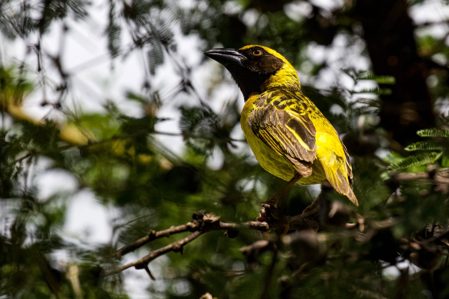 Bird-Fox's-Weaver-Endemic-Matheniko-Uganda