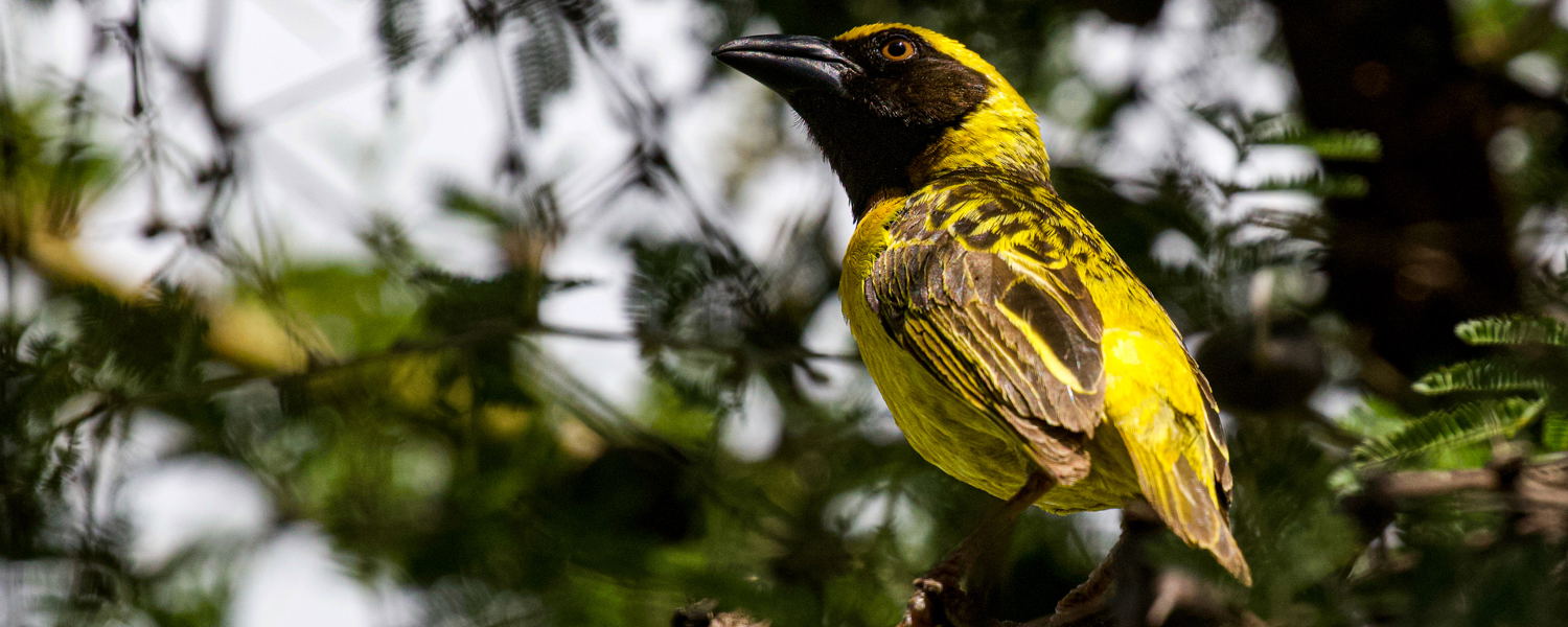 Bird-Fox's-Weaver-Endemic-Matheniko-Uganda