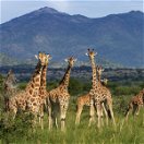 Tower of giraffe in Kidepo Valley National Park, Uganda