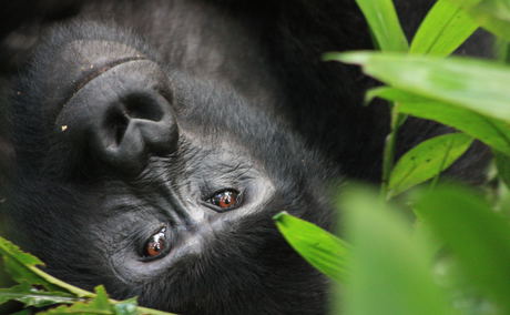 Mountain gorilla spotted on a gorilla trekking trip