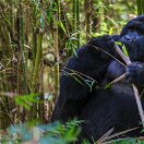 A rare mountain gorilla in Uganda