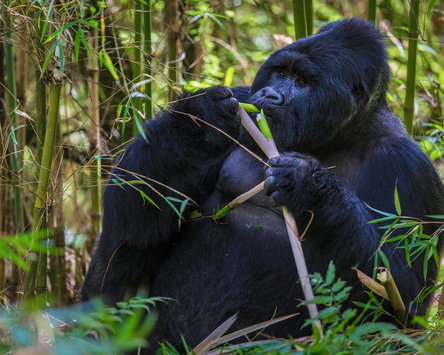 Best Of Western Uganda