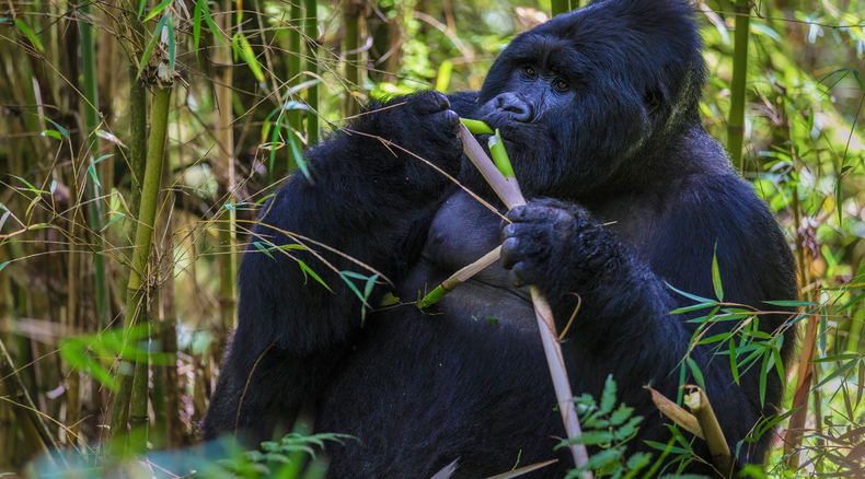 A rare mountain gorilla in Uganda