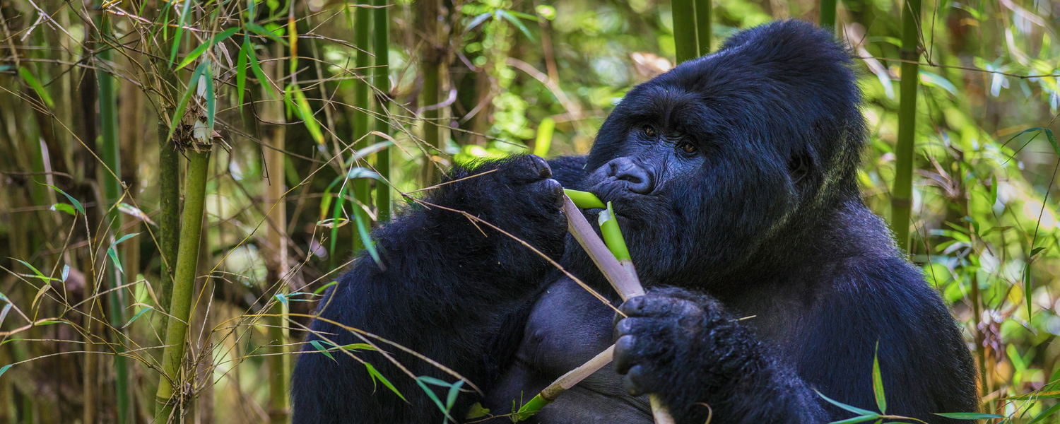 A rare mountain gorilla in Uganda