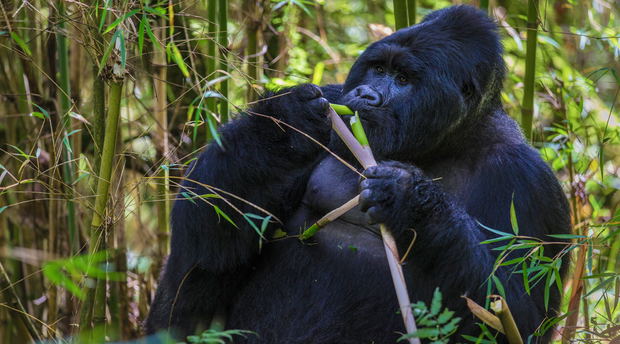 A rare mountain gorilla in Uganda A rare mountain gorilla in Uganda