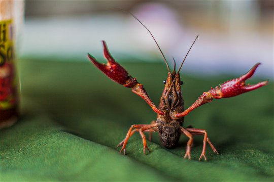 A crayfish caught from Lake Bunyonyi, Uganda.