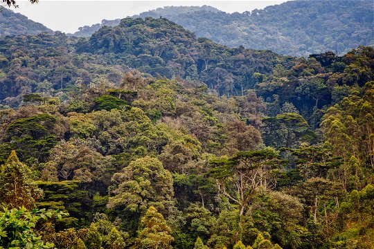 Rolling hills covered in pristine rainforest, Bwindi Impenetrable National Park.