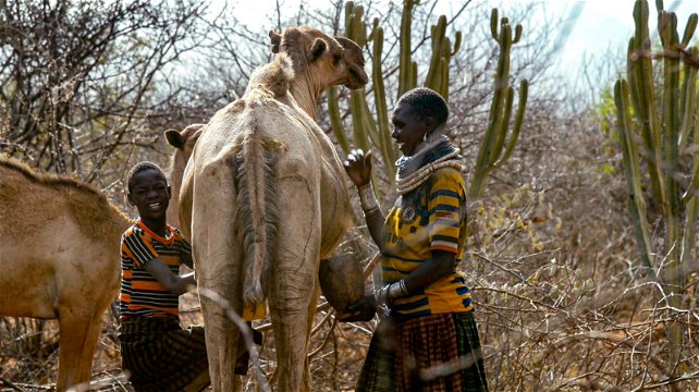 Caring for the camels in Karamoja, Uganda