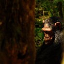 A chimpanzee in the rainforest, Uganda 