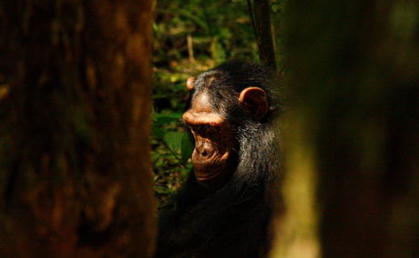 A chimpanzee in the rainforest, Uganda A chimpanzee in the rainforest, Uganda